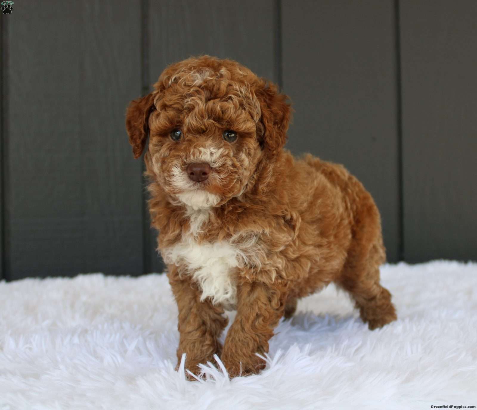 Archie - Miniature Poodle Puppy For Sale in Ohio