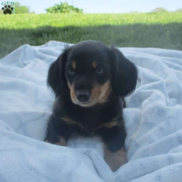 Duke, Dachshund Puppy