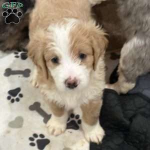 Nova, Mini Golden Mountain Doodle Puppy