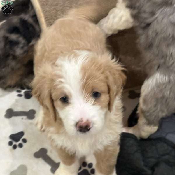 Nova, Mini Goldendoodle Puppy