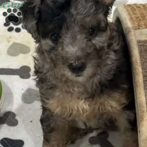 Roxie, Mini Golden Mountain Doodle Puppy