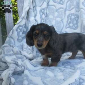 Sasha, Dachshund Puppy