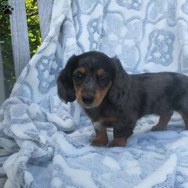 Sasha, Dachshund Puppy