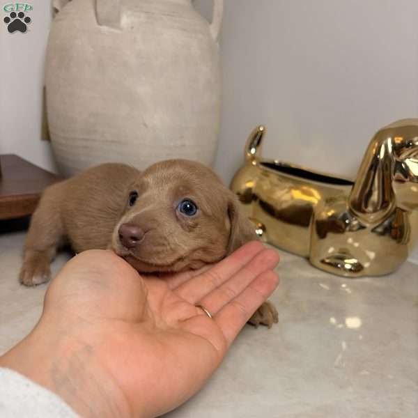 Yellow, Dachshund Puppy