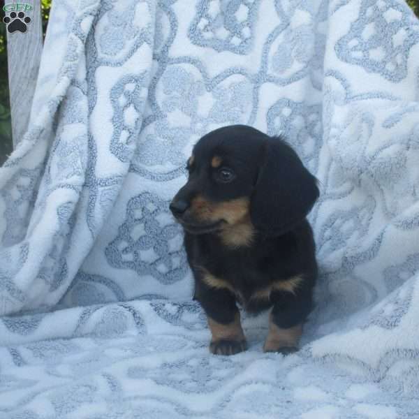 Stormi, Dachshund Puppy