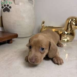 Yellow, Dachshund Puppy