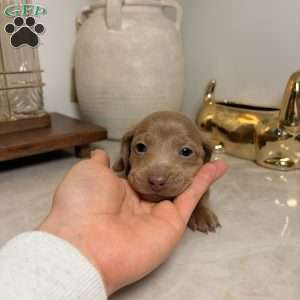 Red, Dachshund Puppy