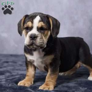 Stella, Beabull Puppy