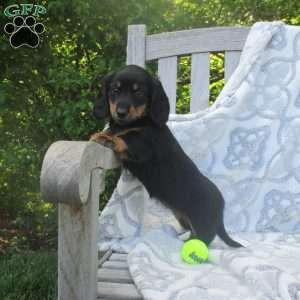 Stormi, Dachshund Puppy