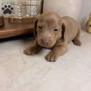 Red, Dachshund Puppy