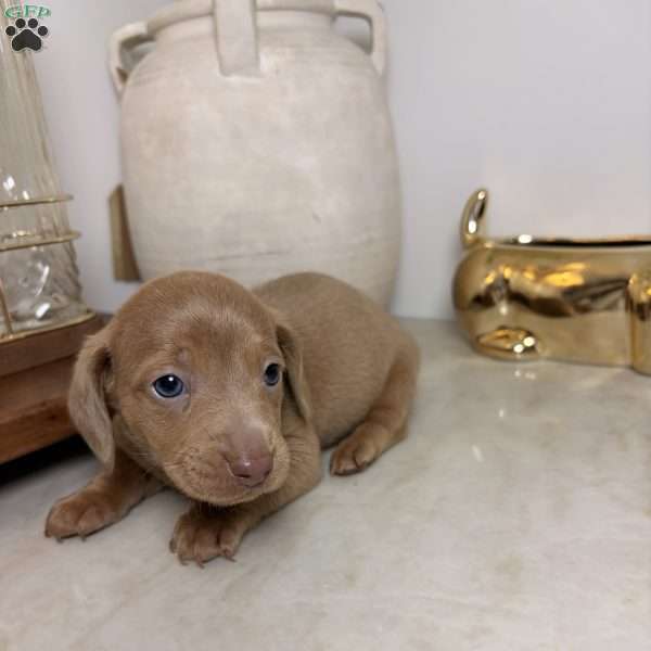 Red, Dachshund Puppy