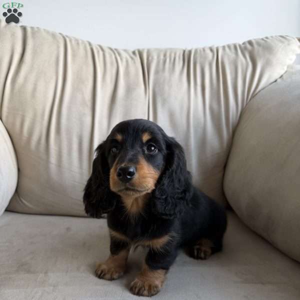 Rocky, Dachshund Puppy