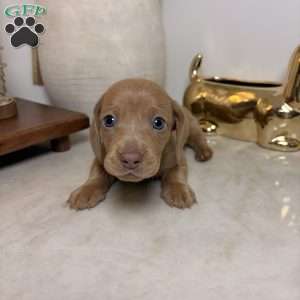 Pink, Dachshund Puppy
