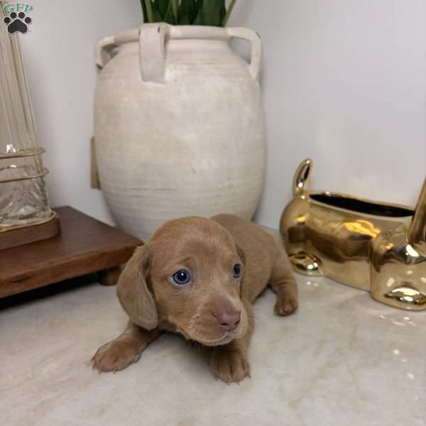 Pink, Dachshund Puppy