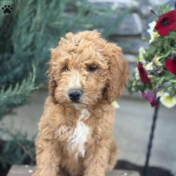 Freddie, Mini Goldendoodle Puppy