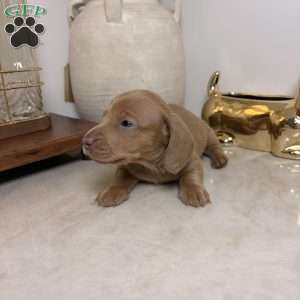 Pink, Dachshund Puppy