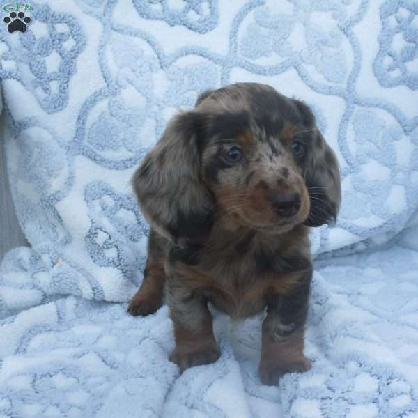 Hazel, Dachshund Puppy