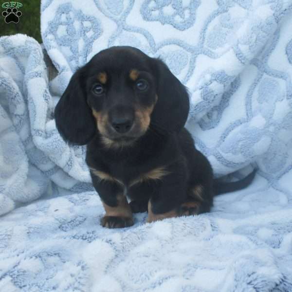 Hank, Dachshund Puppy