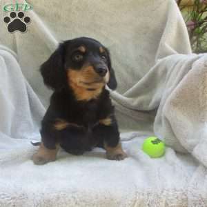 Duke, Dachshund Puppy