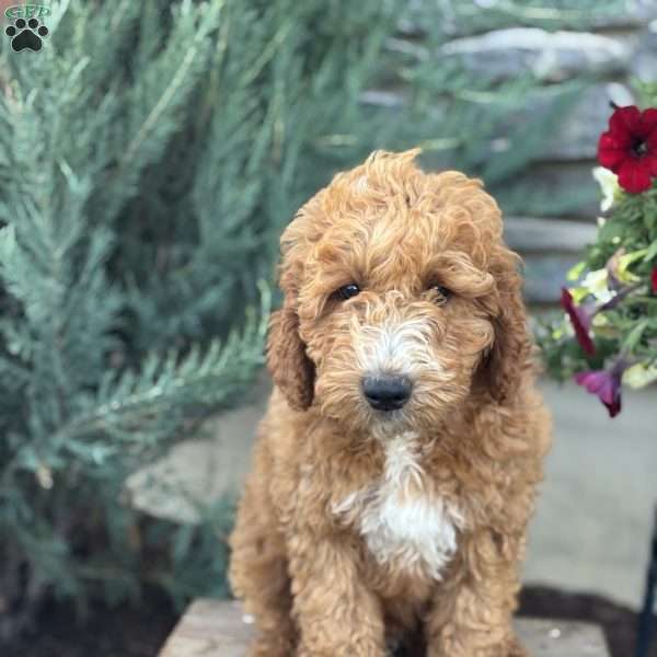 Frank, Mini Goldendoodle Puppy
