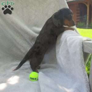Sasha, Dachshund Puppy