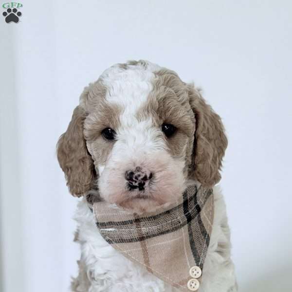 Clay, Mini Goldendoodle Puppy