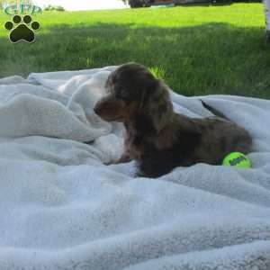 Hazel, Dachshund Puppy