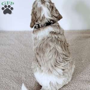 Clay, Mini Goldendoodle Puppy