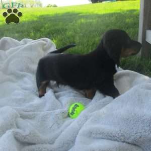 Hank, Dachshund Puppy