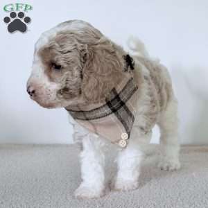 Clay, Mini Goldendoodle Puppy