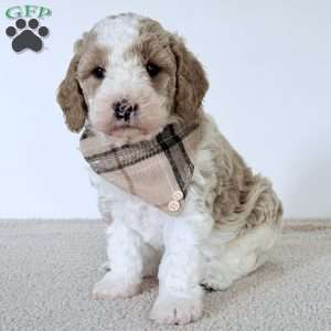 Clay, Mini Goldendoodle Puppy