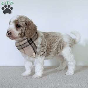 Clay, Mini Goldendoodle Puppy