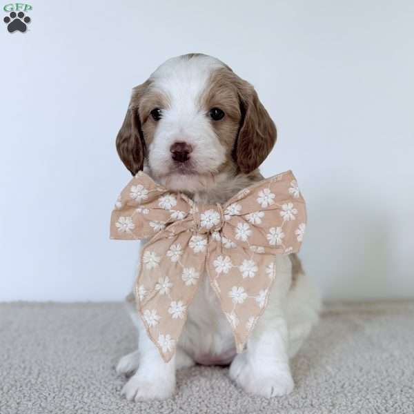Daisy, Mini Goldendoodle Puppy