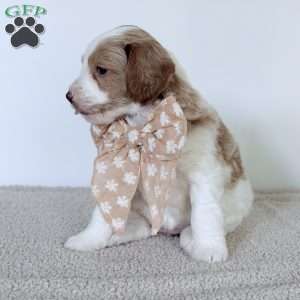 Daisy, Mini Goldendoodle Puppy