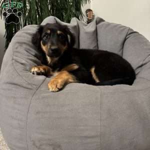 Kevin, English Shepherd Puppy