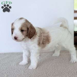 Daisy, Mini Goldendoodle Puppy