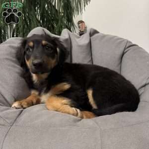 Kevin, English Shepherd Puppy