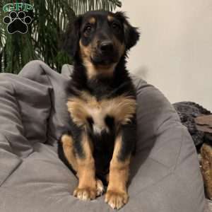 Kevin, English Shepherd Puppy