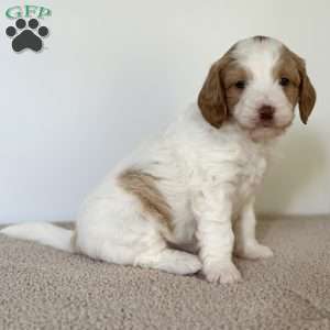 Daisy, Mini Goldendoodle Puppy