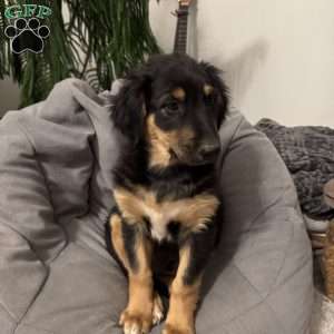 Kevin, English Shepherd Puppy