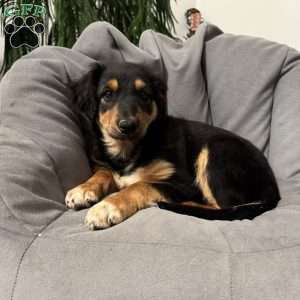 Kory, English Shepherd Puppy