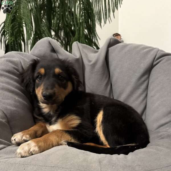 Kory, English Shepherd Puppy