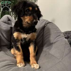 Kory, English Shepherd Puppy