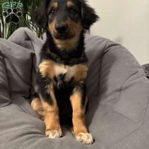 Kory, English Shepherd Puppy