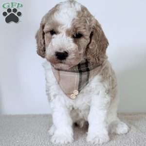 Cash, Mini Goldendoodle Puppy
