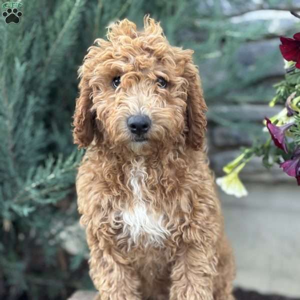 Fernando, Mini Goldendoodle Puppy