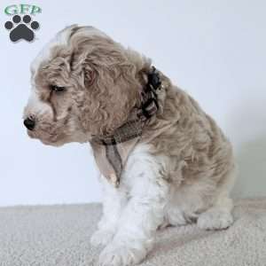 Cash, Mini Goldendoodle Puppy