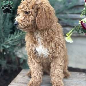 Fernando, Mini Goldendoodle Puppy