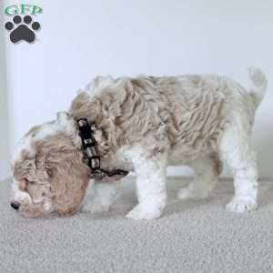Cash, Mini Goldendoodle Puppy