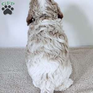 Cash, Mini Goldendoodle Puppy